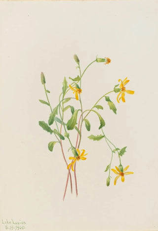 Mary Vaux Walcott - Alpine Ragwort Senecio species.webp