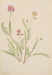 Vesce alpine Astragalus bourgovii - Mary Vaux Walcott — Ansicht des Kunstwerks