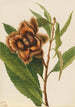 Châtaignier d'Amérique Castanea dentata - Mary Vaux Walcott — Ansicht des Kunstwerks