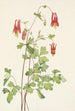 Ancolie du Canada Aquilegia canadensis - Mary Vaux Walcott — Ansicht des Kunstwerks