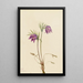 Anémone pulsatille américaine Pulsatilla ludoviciana - Mary Vaux Walcott — gerahmtes Bild an der Wand