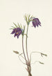 Fleur de pulsatille américaine Pulsatilla ludoviciana - Mary Vaux Walcott — Ansicht des Kunstwerks