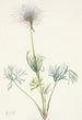 Fruit de pulsatille américaine Pulsatilla ludoviciana - Mary Vaux Walcott — Ansicht des Kunstwerks