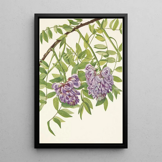 Mary Vaux Walcott - American Wistaria Kraunhia frutescens.webp