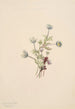 Anemone Anemone drummondii - Mary Vaux Walcott — Ansicht des Kunstwerks