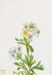 Anémone Anemone zephyra - Mary Vaux Walcott — Ansicht des Kunstwerks