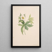 Anemone du Canada Anemone canadensis - Mary Vaux Walcott — gerahmtes Bild an der Wand