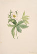 Anemone du Canada Anemone canadensis - Mary Vaux Walcott — Ansicht des Kunstwerks