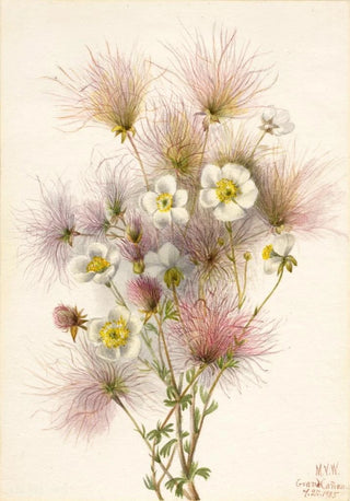 Mary Vaux Walcott - Apache Plume Fallugia paradoxa.webp