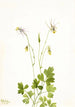Ancolie sans éperon Aquilegia ecalcarata - Mary Vaux Walcott — Ansicht des Kunstwerks