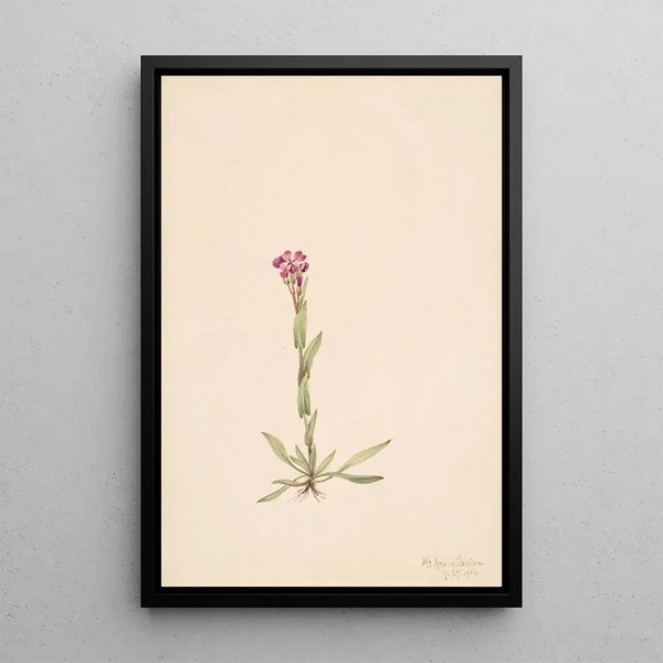 Mary Vaux Walcott - Arabis lyallii.webp