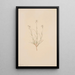 Arenaria formosa - Mary Vaux Walcott — gerahmtes Bild an der Wand