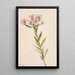 Aster d'Engelmann - Mary Vaux Walcott — gerahmtes Bild an der Wand