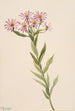 Aster d'Engelmann - Mary Vaux Walcott — Ansicht des Kunstwerks