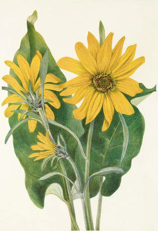 Mary Vaux Walcott - Balsamroot Balsamorhiza sagittata.webp