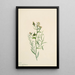 Faux-lin Comandra pallida - Mary Vaux Walcott — gerahmtes Bild an der Wand