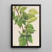 Noisetier à bec Corylus rostrata - Mary Vaux Walcott — gerahmtes Bild an der Wand