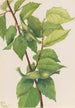 Noisetier à bec Corylus rostrata - Mary Vaux Walcott — Ansicht des Kunstwerks