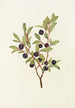 Myrtille mit großen Blättern Vaccinium membranacea - Mary Vaux Walcott — Ansicht des Kunstwerks