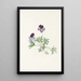 Violette pédatée Viola pedata - Mary Vaux Walcott — gerahmtes Bild an der Wand