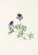 Violette pédatée Viola pedata - Mary Vaux Walcott — Ansicht des Kunstwerks