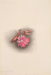 Lewisia rediviva Lewisia redivivia - Mary Vaux Walcott — Ansicht des Kunstwerks