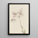 Silène enflé Silene latifolia - Mary Vaux Walcott — gerahmtes Bild an der Wand