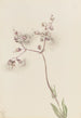 Silène enflé Silene latifolia - Mary Vaux Walcott — Ansicht des Kunstwerks
