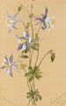 Ancolie bleue Aquilegia caerulea - Mary Vaux Walcott — Ansicht des Kunstwerks