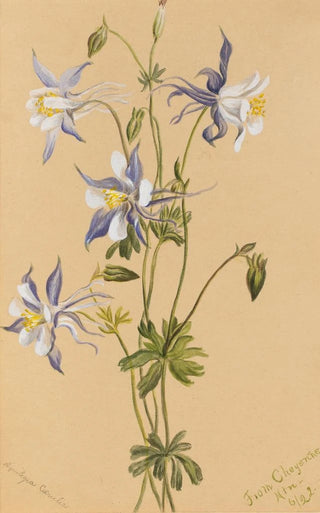Mary Vaux Walcott - Blue Columbine Aquilegia caerulea.webp