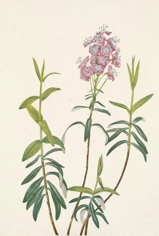 Mary Vaux Walcott - Bog Kalmia Kalmia Polifolia.webp