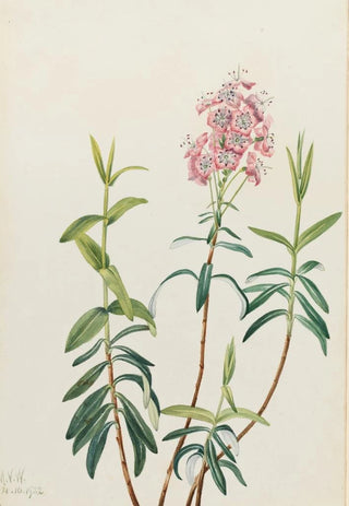 Mary Vaux Walcott - Bog Kalmia Kalmia polifolia (Case Conflict).webp