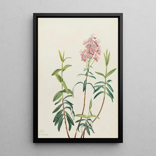 Mary Vaux Walcott - Bog Kalmia Kalmia polifolia (Case Conflict).webp