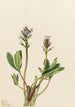 Trèfle d'eau Menyanthes trifoliata - Mary Vaux Walcott — Ansicht des Kunstwerks