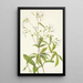 Porteranthus trifolié Porteranthus trifoliatus - Mary Vaux Walcott — gerahmtes Bild an der Wand