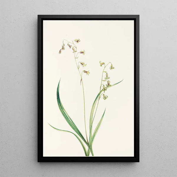 Mary Vaux Walcott - Bronzebells Stenanthium occidentale.webp