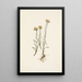 Antennaria luzuloides - Mary Vaux Walcott — gerahmtes Bild an der Wand