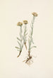 Antennaria luzuloides - Mary Vaux Walcott — Ansicht des Kunstwerks