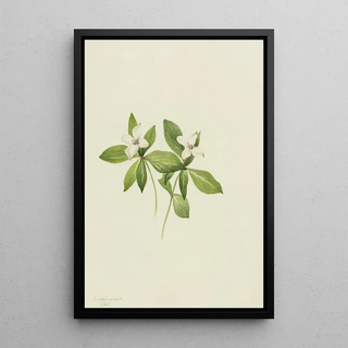 Mary Vaux Walcott - Bunchberry Cornus canadensis.webp