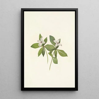 Mary Vaux Walcott - Bunchberry flower Cornus canadensis.webp