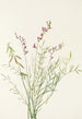 Astragal de Bourgeau Astragalus bourgovii - Mary Vaux Walcott — Ansicht des Kunstwerks