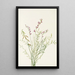 Astragal de Bourgeau Astragalus bourgovii - Mary Vaux Walcott — gerahmtes Bild an der Wand