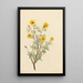 Potentille arbustive Potentilla fruticosa - Mary Vaux Walcott — gerahmtes Bild an der Wand