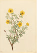 Potentille arbustive Potentilla fruticosa - Mary Vaux Walcott — Ansicht des Kunstwerks