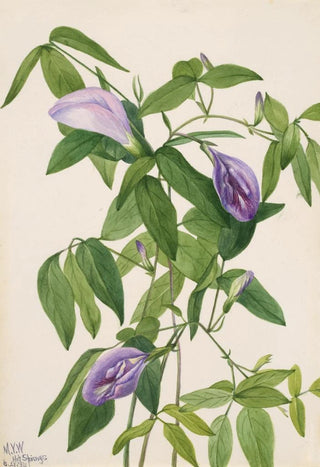 Mary Vaux Walcott - Butterfly Pea Clitoria mariana.webp