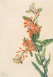 Asclépiade tubéreuse Ascelpias tuberosa - Mary Vaux Walcott — Ansicht des Kunstwerks