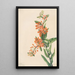 Asclépiade tubéreuse Ascelpias tuberosa - Mary Vaux Walcott — gerahmtes Bild an der Wand
