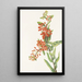Asclépiade tubéreuse Asclepias tuberosa - Mary Vaux Walcott — gerahmtes Bild an der Wand
