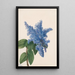 Californian Lilas Gemälde Ceanothus thyrsiflorus - Mary Vaux Walcott — gerahmtes Bild an der Wand