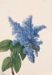 Californian Lilas Gemälde Ceanothus thyrsiflorus - Mary Vaux Walcott — Ansicht des Kunstwerks